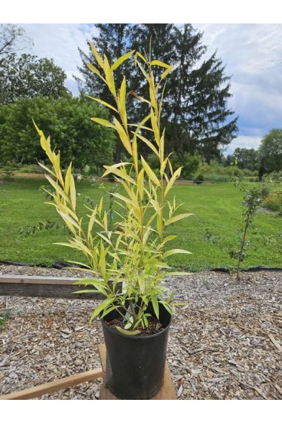 Ива Сhrysocoma саженец